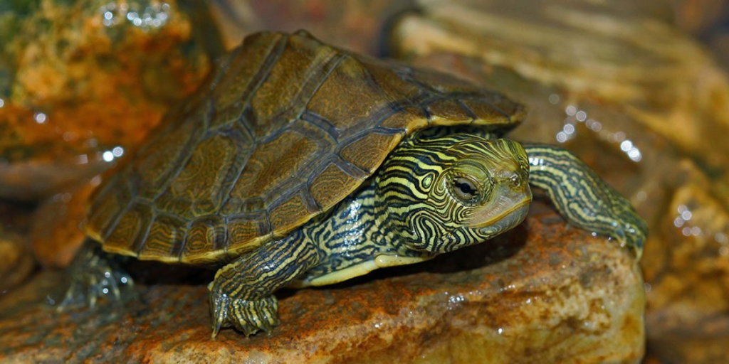 MAP Turtle