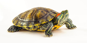 red eared slider Turtle