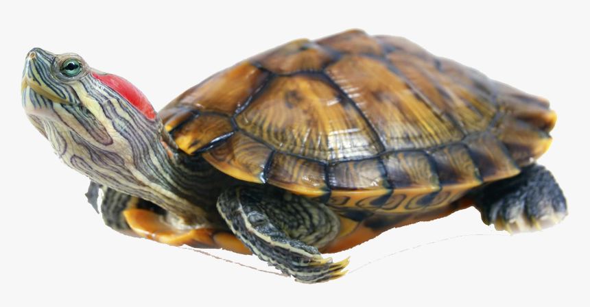 Release a Red-Eared Slider