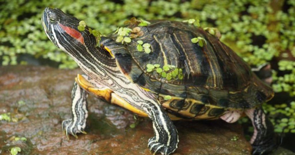  Feed My Red-Eared Slider 