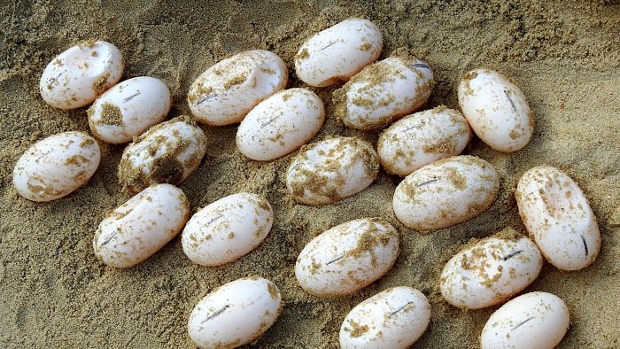 Do You Know If a Turtle Egg is Good