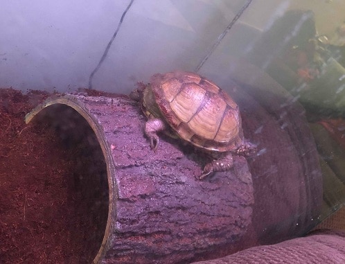 Indoor Box Turtle