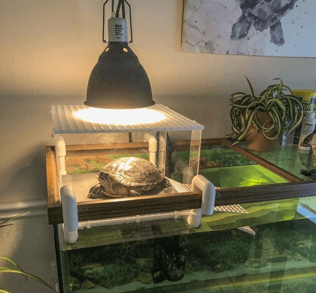 Baby Turtles Need a Heat Lamp at Night 