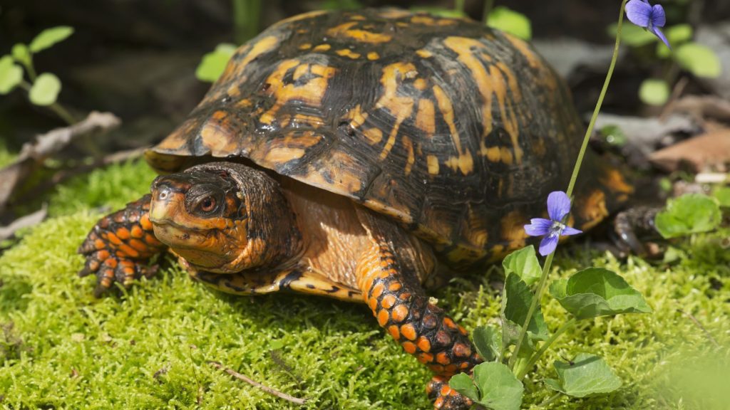 Habitat Does a Box Turtle Need
