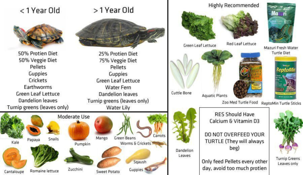 How to Care for a Baby Red-Eared Slider Turtle