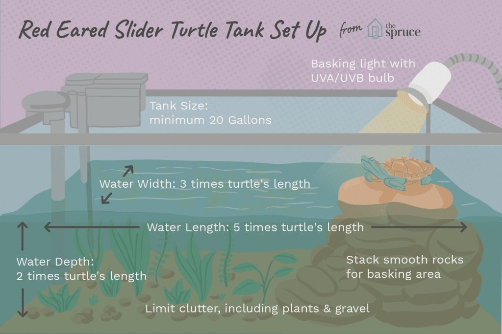 How to Care for a Baby Red-Eared Slider Turtle (4)