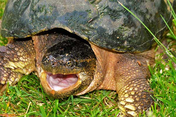 Snapping Turtles 