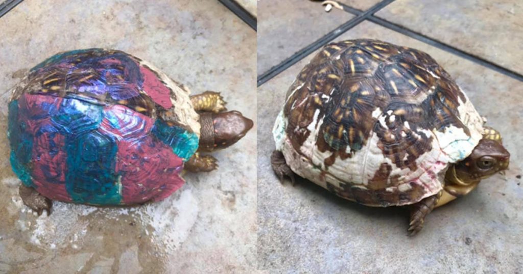 How to Remove Nail Polish from a Turtle Shell