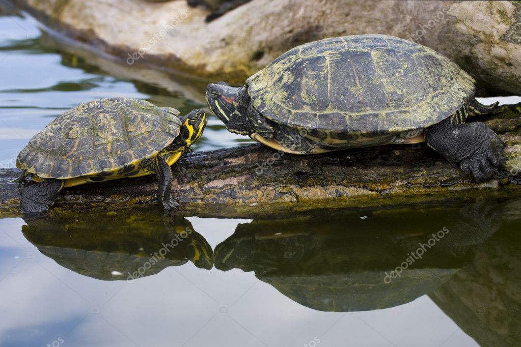 Do Red-Eared Sliders Fighting Each Other