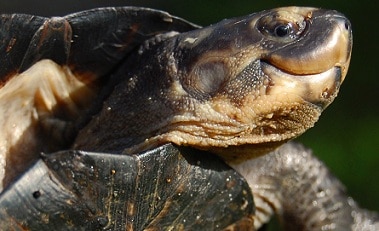 Are Turtles Smart Animals