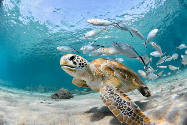 Do Sea Turtles Have Good Eyesight