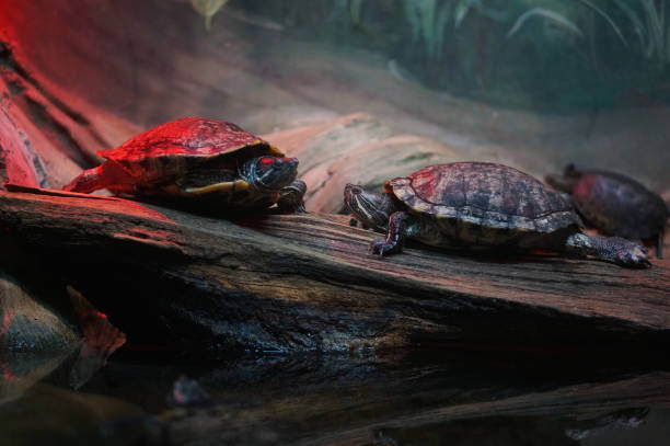  Red-Eared Sliders Need a Heater