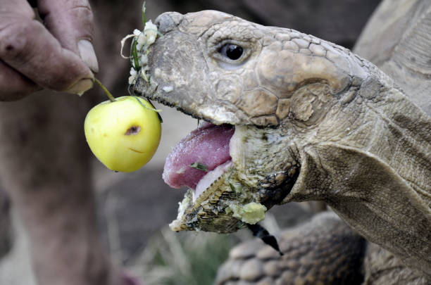 Turtles Eat Apples