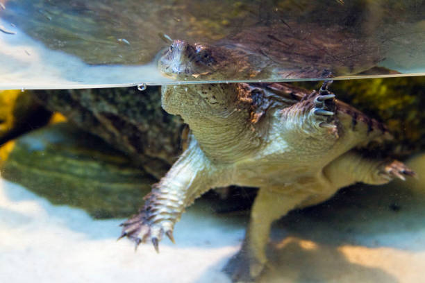 Baby Snapping Turtle Tank