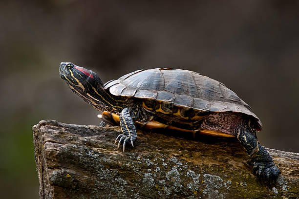 Turtles Get along With Red-Eared Sliders