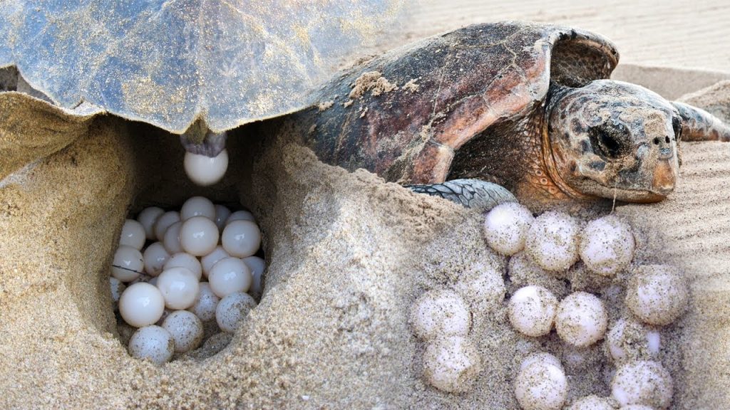 Do Turtles Lay Eggs If They Have Not Mated