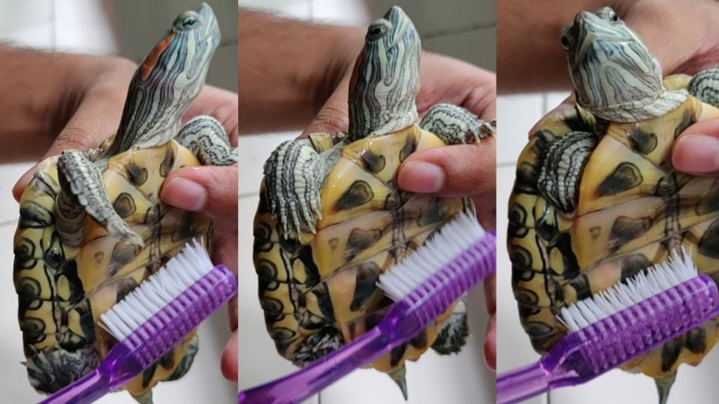 Clean Your Turtle'S Shell
