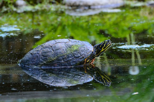 How Long Can a Turtle Be Out of Water