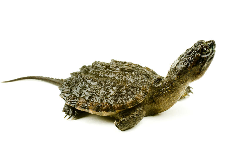 Baby Snapping Turtle Behavior