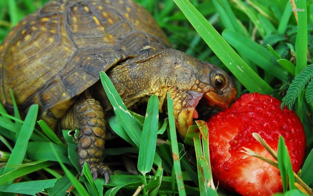 Why is Not My Turtle Eating