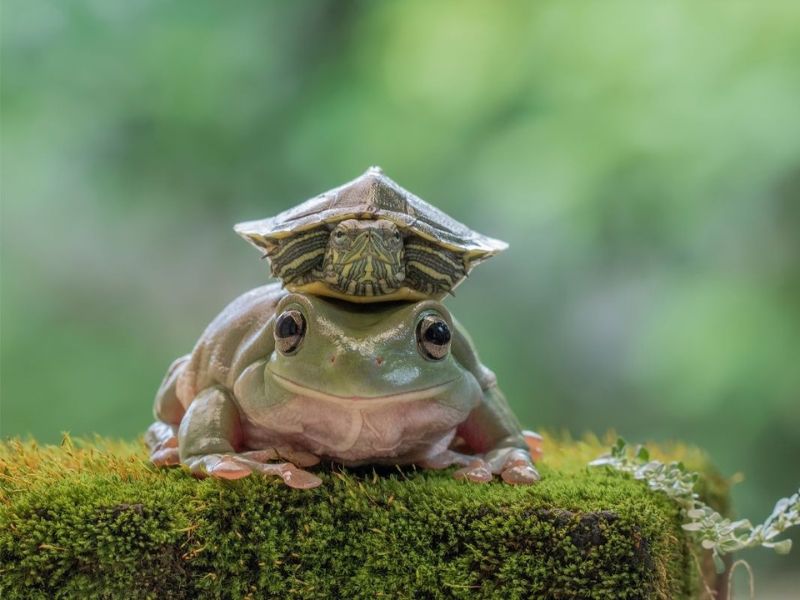 Can Turtles And Frogs Live Together?