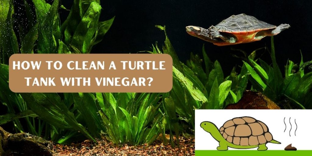 How To Clean Poop From Turtle Tank