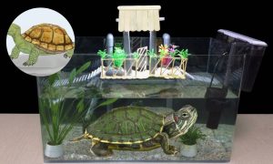 How To Decorate A Turtle Tank