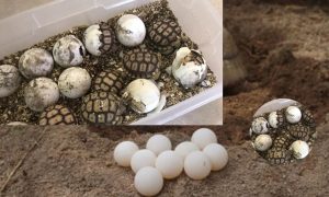 How To Incubate Tortoise Eggs At Home