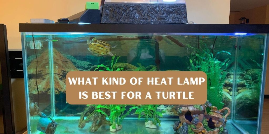 What kind of heat lamp is best for a turtle