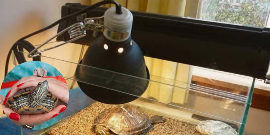 What kind of heat lamp is best for a turtle