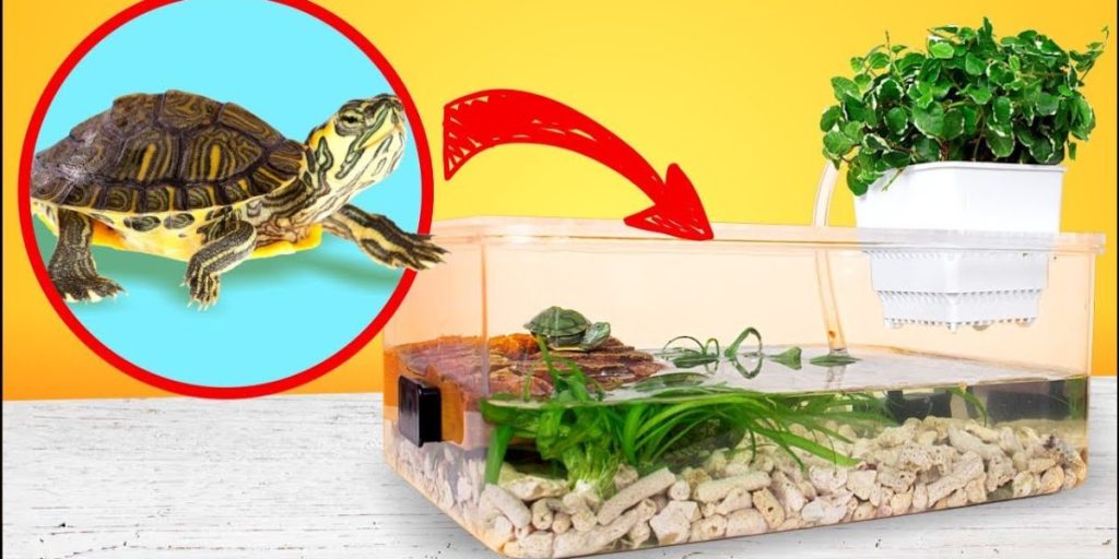 Best Red-Eared Turtle Terrarium Tank