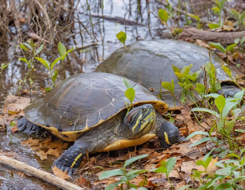 Are Blanding Turtles Endangered in Michigan