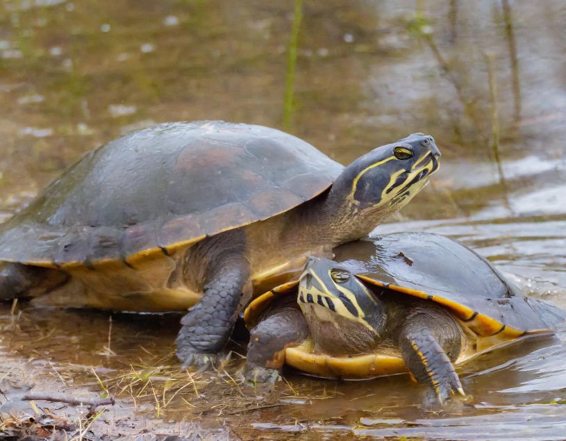Are Blanding Turtles Endangered in Michigan