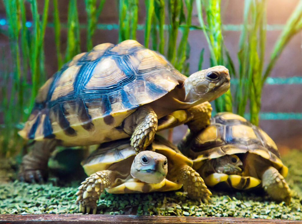 Are Land Turtles Good Pets