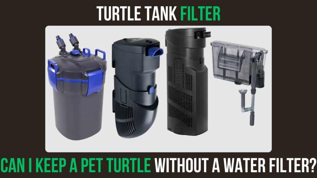 Can I Keep A Pet Turtle Without A Water Filter