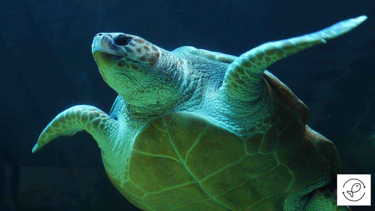 Can Sea Turtles See in the Dark
