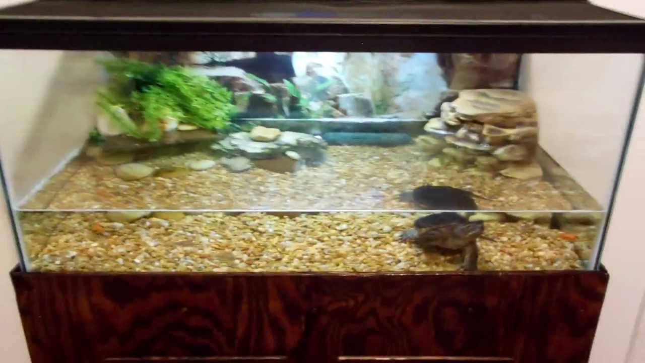 Set Up a Tank for a Baby Snapping Turtle