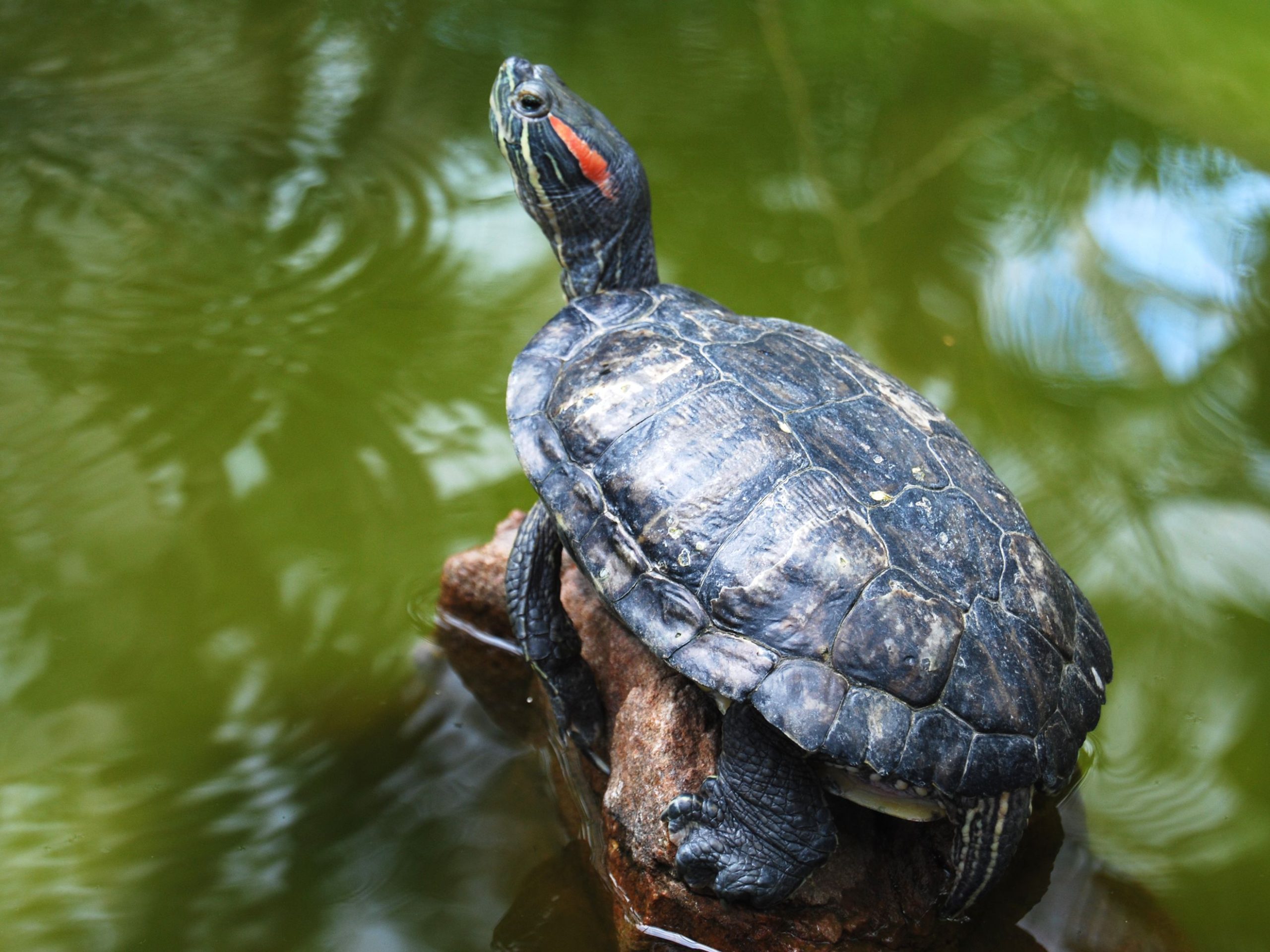 How Big Do Red-Eared Sliders Get in Captivity