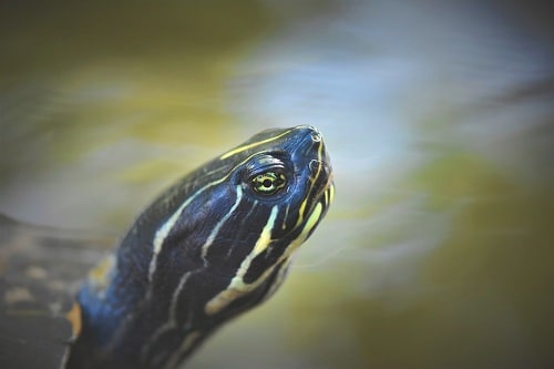 Why Do Red-Eared Slider Turtles Bite Each Other