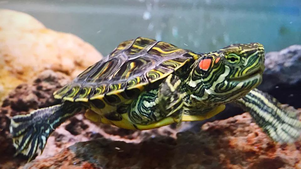 How to Clean a Red-Eared Slider Turtle Shell