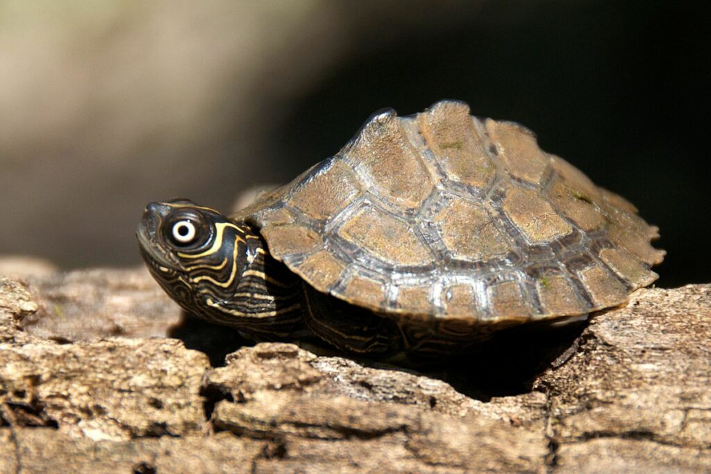 How Long Do Map Turtles Live in Captivity