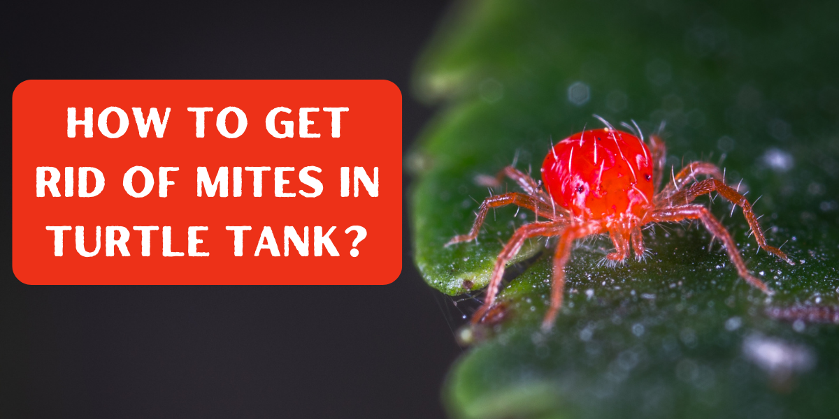 How to Get Rid of Mites in Turtle Tank
