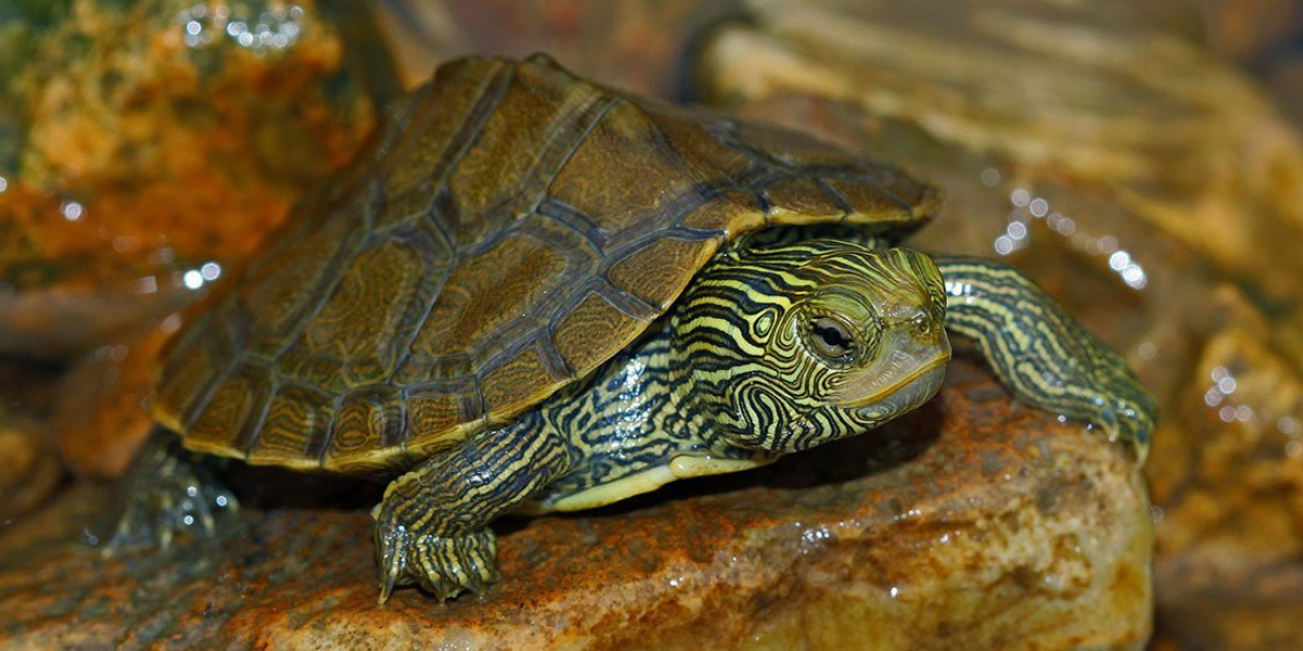 Map Turtle - Turtlean