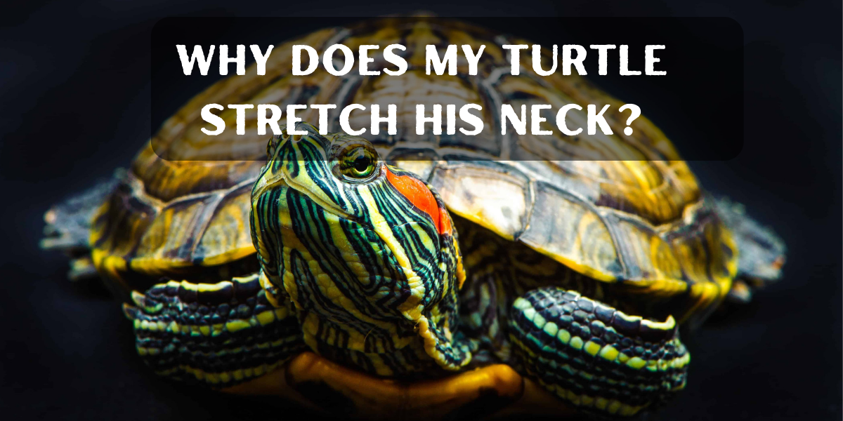Why Does My Turtle Stretch His Neck
