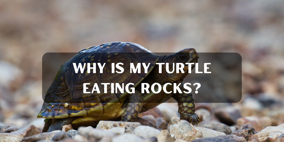 Why is My Turtle Eating Rocks?