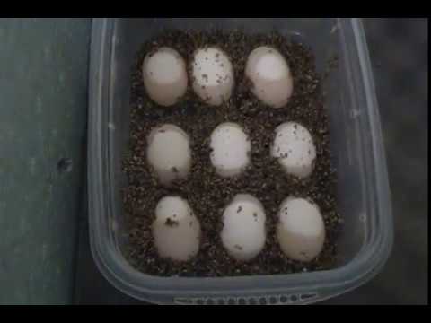 How to Tell If Your Turtle Eggs are Fertile