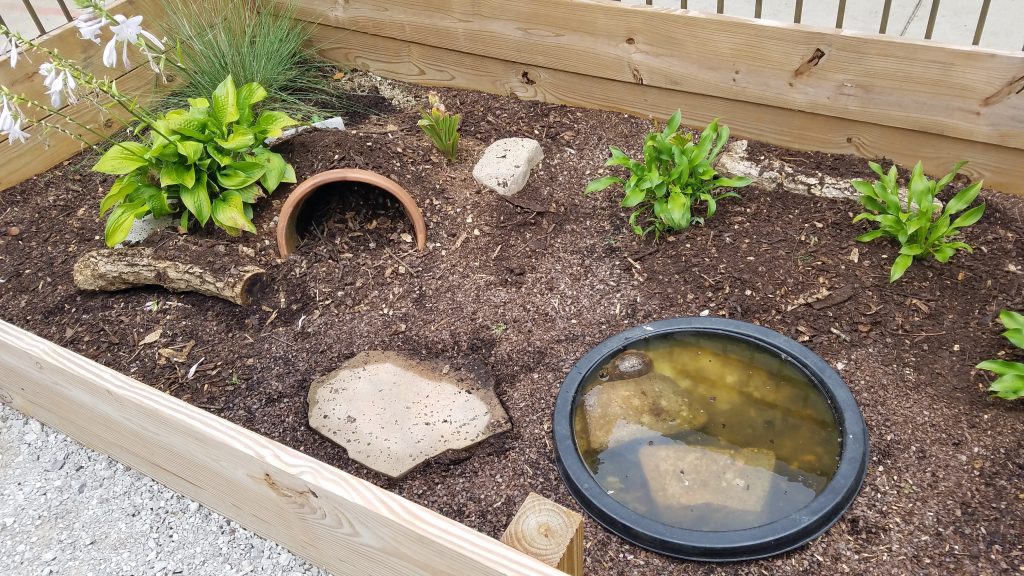How to Make a Box Turtle Habitat Outside
