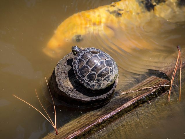 How Do Red-Eared Sliders Reproduce