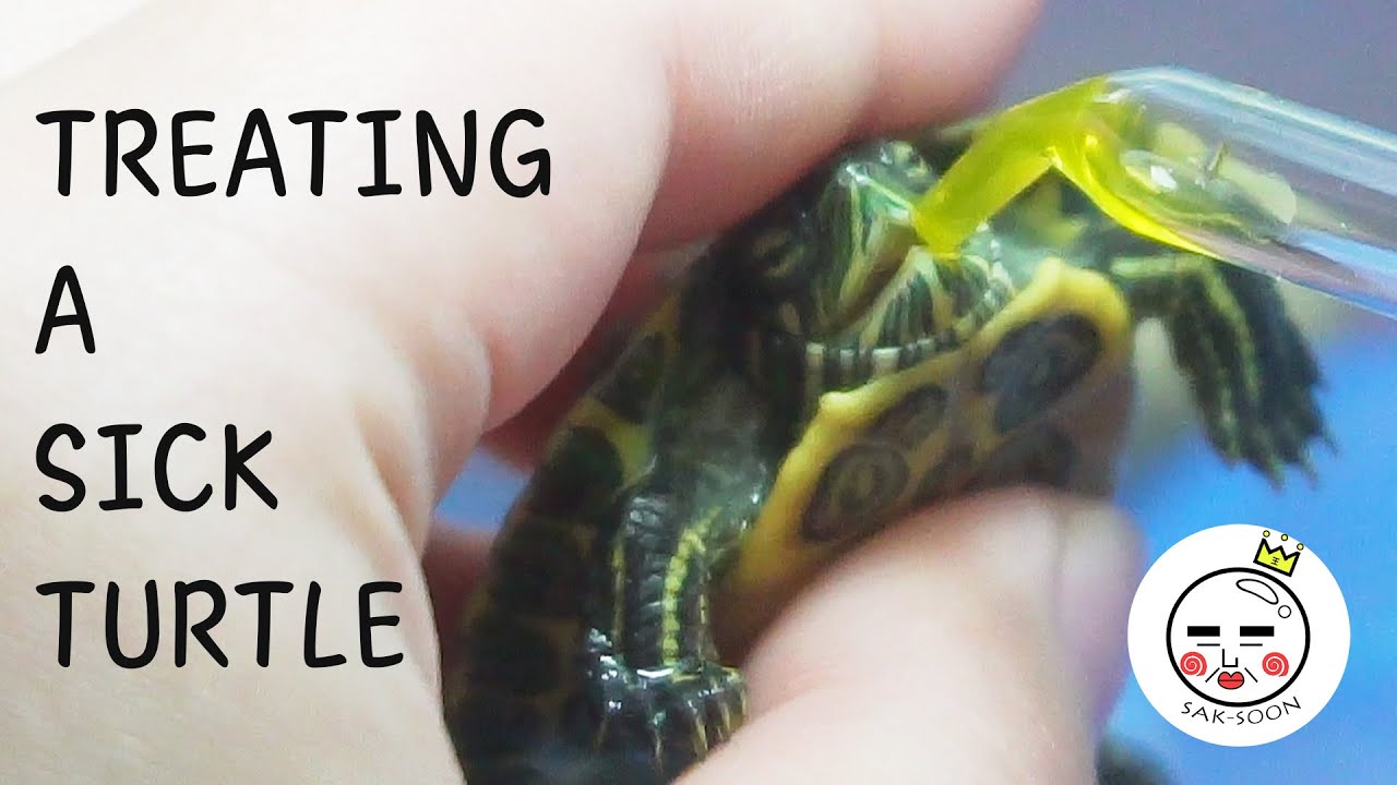 How to Treat a Sick Turtle at Home