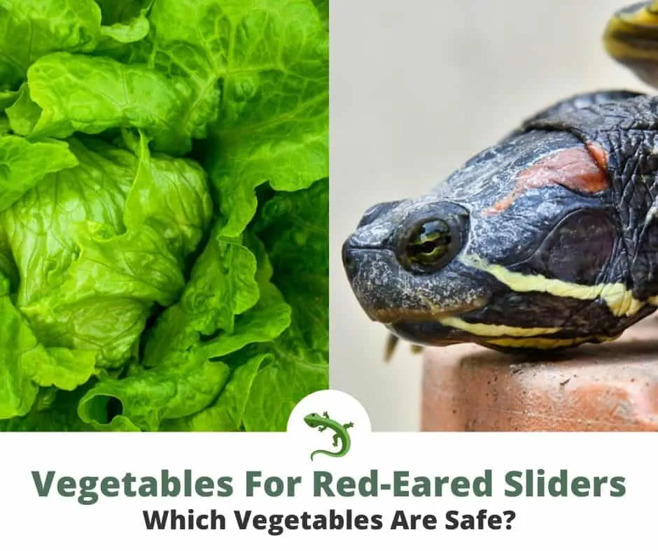 Vegetables That Red-Eared Slider Turtles Can Eat